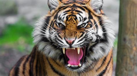 30,054 results for tiger roar in images. Search from thousands of royalty-free Tiger Roar stock images and video for your next project. Download royalty-free stock photos, vectors, HD footage and more on Adobe Stock.